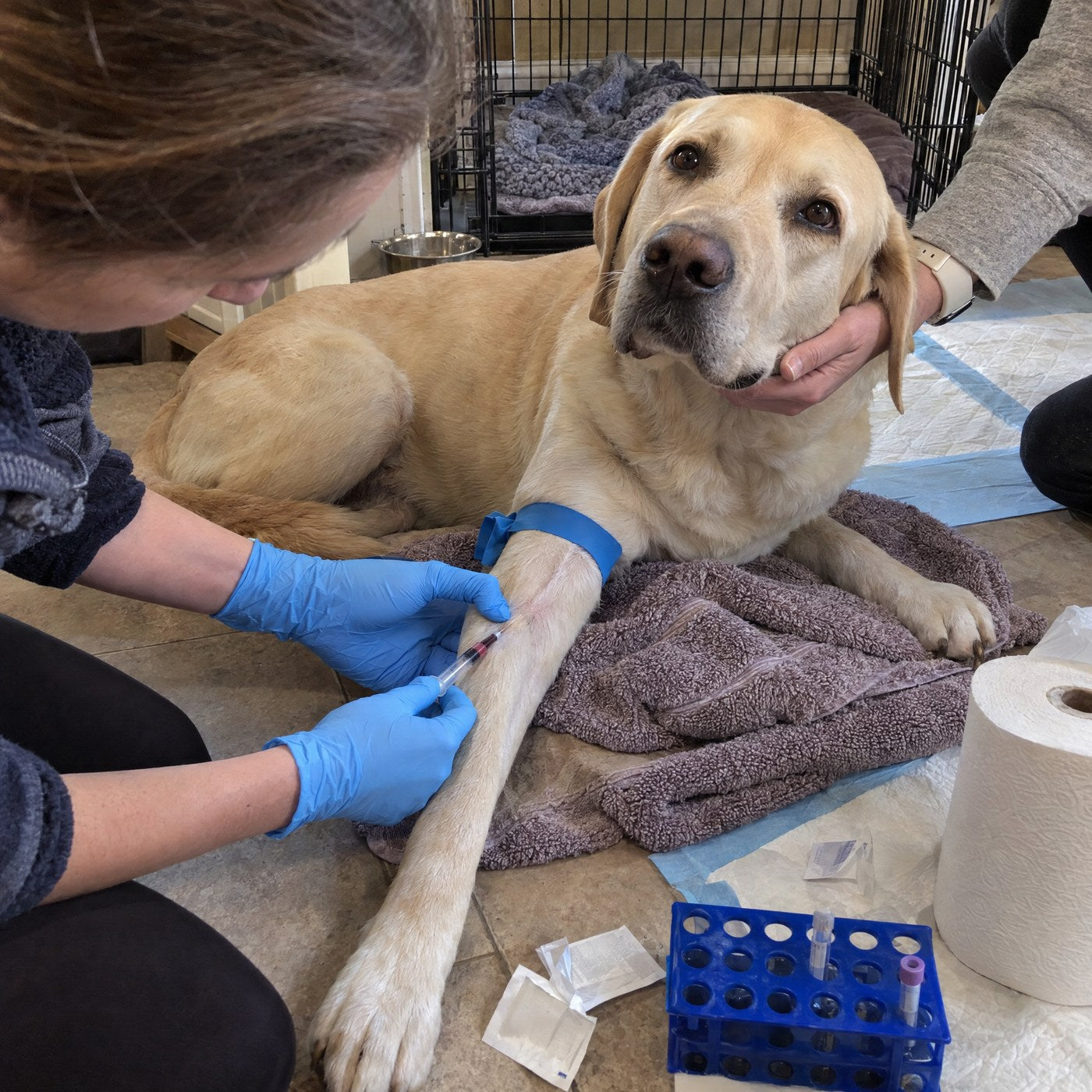 A calm Labrador lying on a towel while a gloved hand draws a small blood sample from her foreleg
