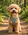 Kiba wearing the No-Pull Adjustable Dog Harness on an adventure trail