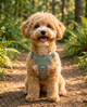 Kiba wearing the No-Pull Adjustable Dog Harness on an adventure trail
