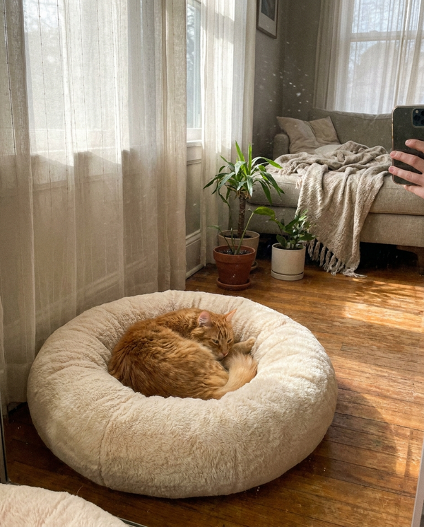 Happy ginger cat in a cozy Kiba Club donut bed