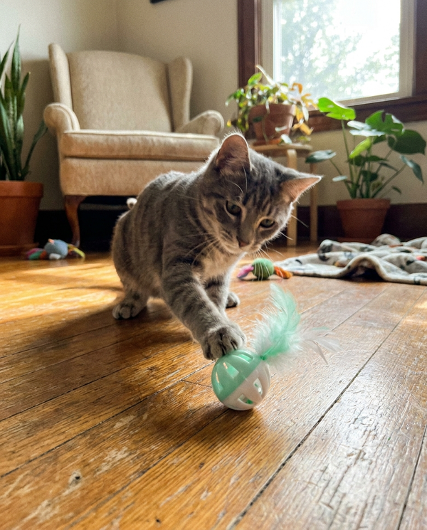 Cat playing with a Kiba Club toy ball at home