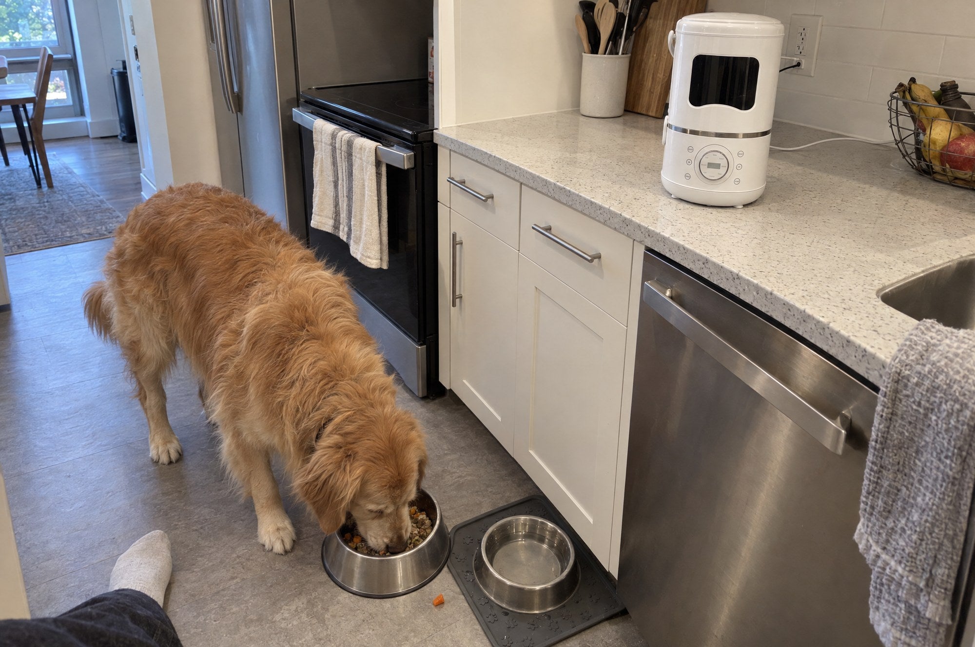 A golden retriever eating fresh food from a bowl with the Kiba Kitchen on the worktop behind